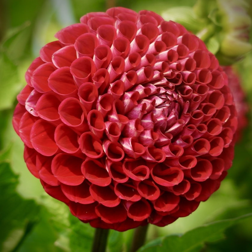 Bloomstead’s Labour Day Flower Selection in Thunder&nbsp;Bay