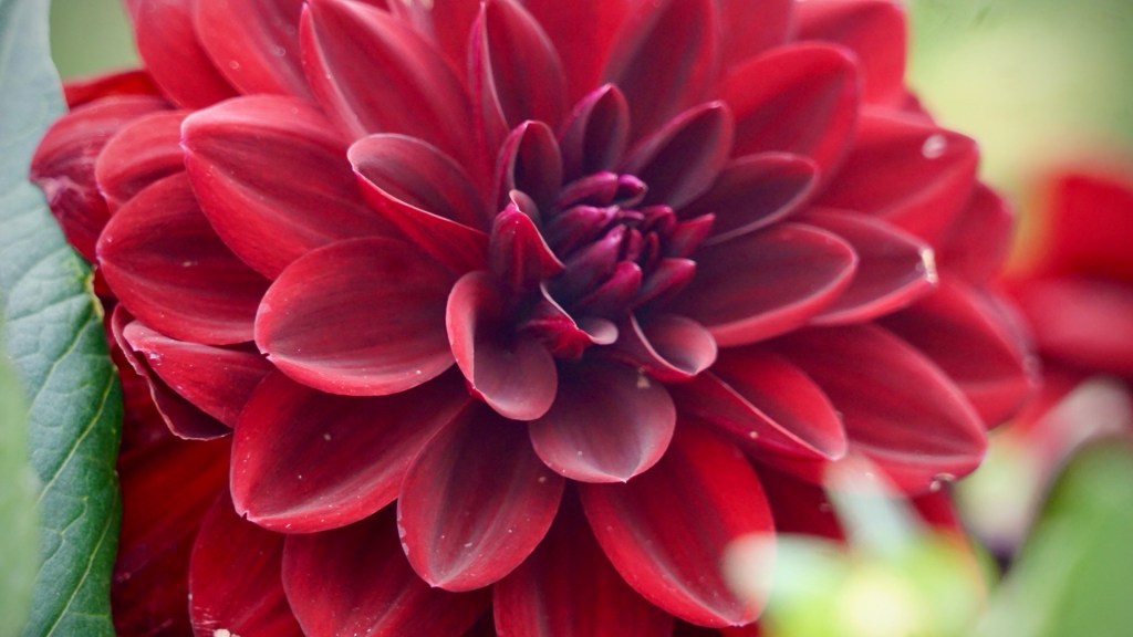 Thunder Bay Dahlia&nbsp;Subscription