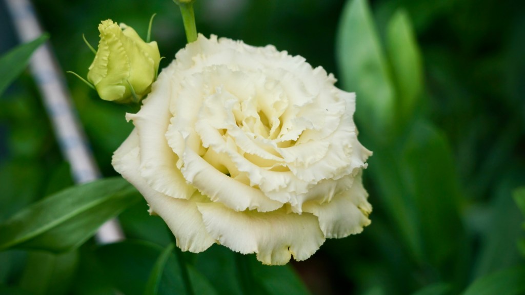 a picture of a ruffled cream-coloured lisianthus flower.